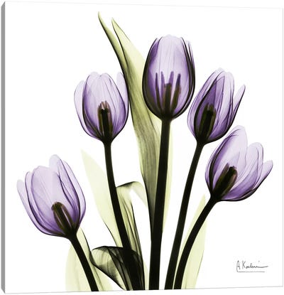 Tulips Imagine Canvas Art Print - Beauty & Spa