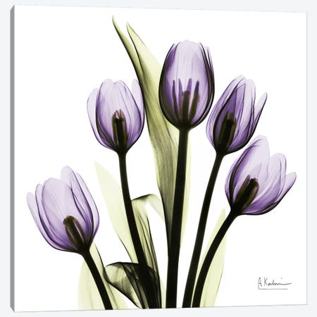 Tulips Imagine Canvas Print #ALK76} by Albert Koetsier Canvas Artwork