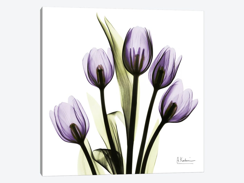 Tulips Imagine by Albert Koetsier 1-piece Canvas Print
