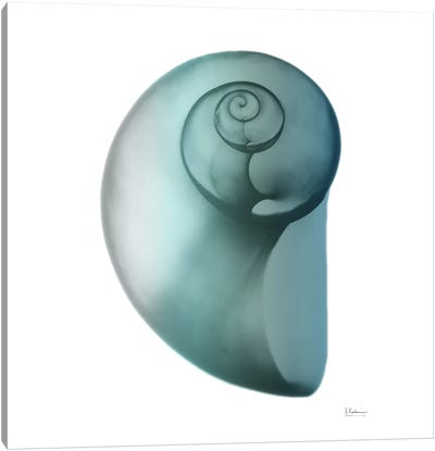 Water Snail II Canvas Art Print