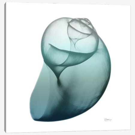 Water Snail III Canvas Print #ALK78} by Albert Koetsier Art Print