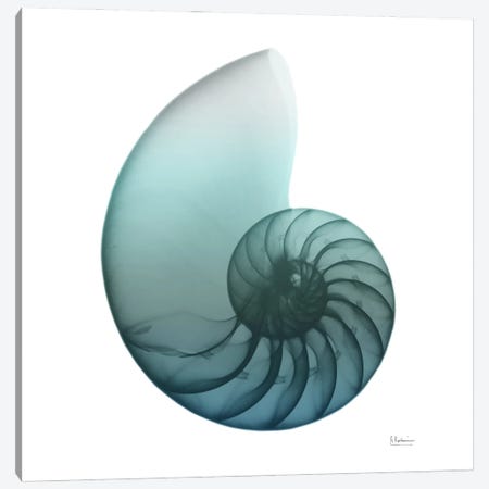 Water Snail IV Canvas Print #ALK79} by Albert Koetsier Art Print