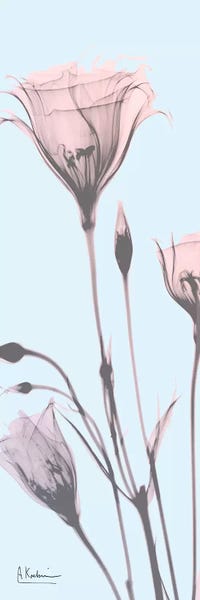 Albert Koetsier: Gentian Paradise by Albert Koetsier