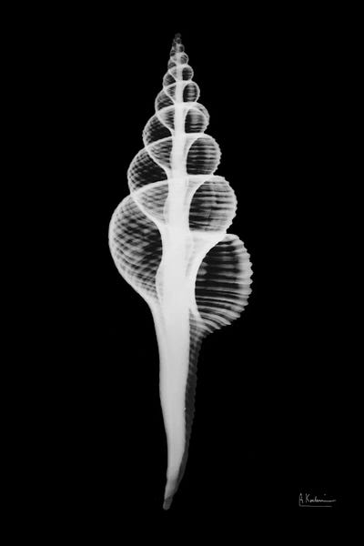 Sea Shells: Fusinus Colus by Albert Koetsier