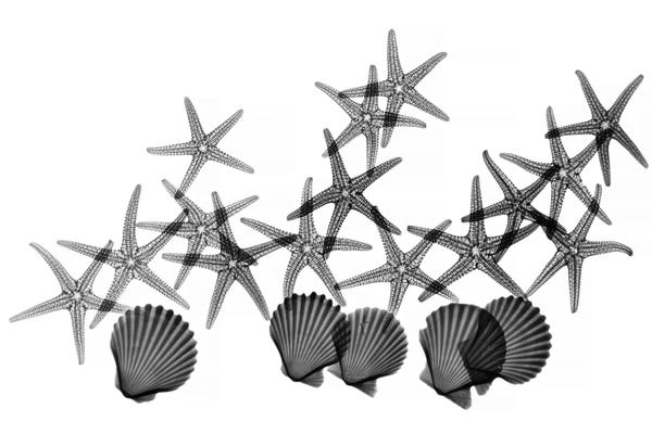 Starfish: Lea Life by Albert Koetsier