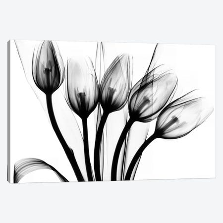 Marching Tulips Canvas Print #ALK90} by Albert Koetsier Canvas Art Print