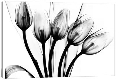 Marching Tulips Canvas Art Print - Tulip Art