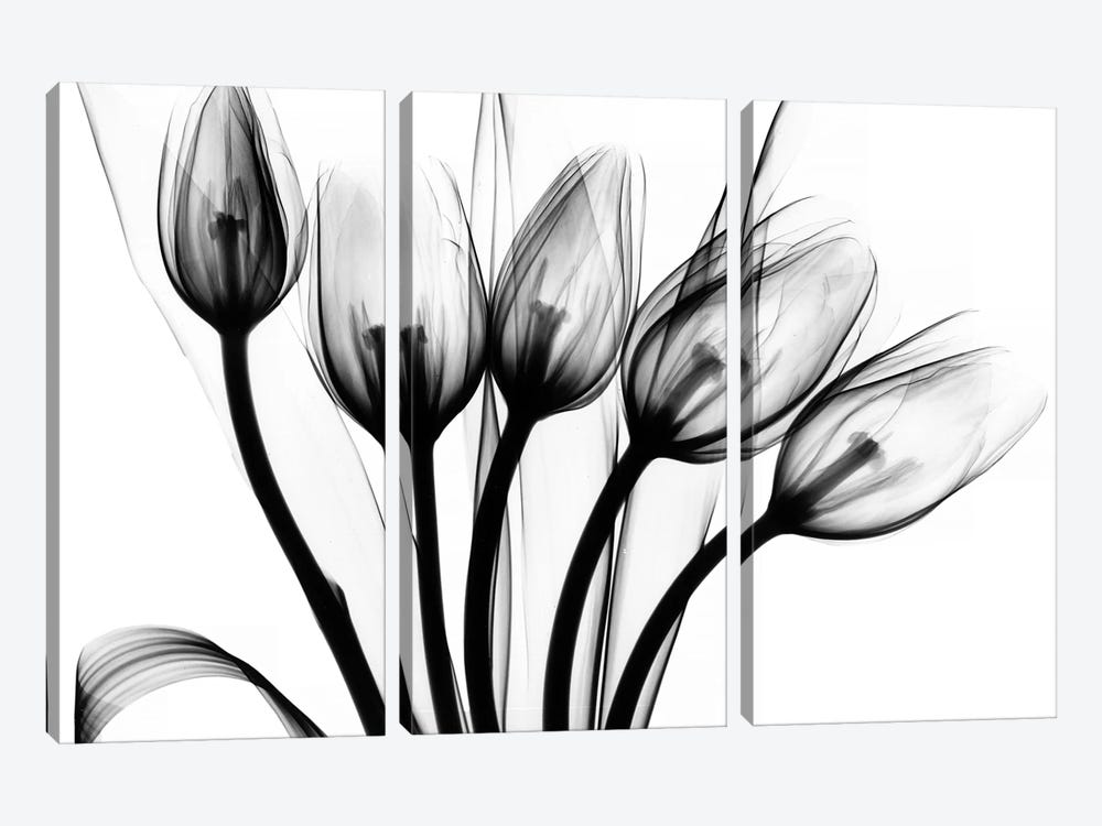 Marching Tulips by Albert Koetsier 3-piece Art Print