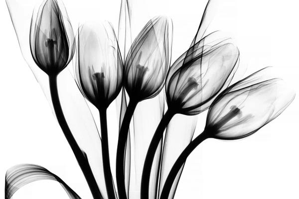 Large Modern Art - Canvas Prints: Marching Tulips by Albert Koetsier