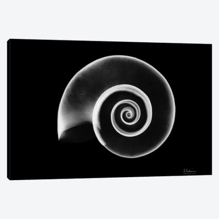 Ramshorn Snail Shell Canvas Print #ALK93} by Albert Koetsier Art Print