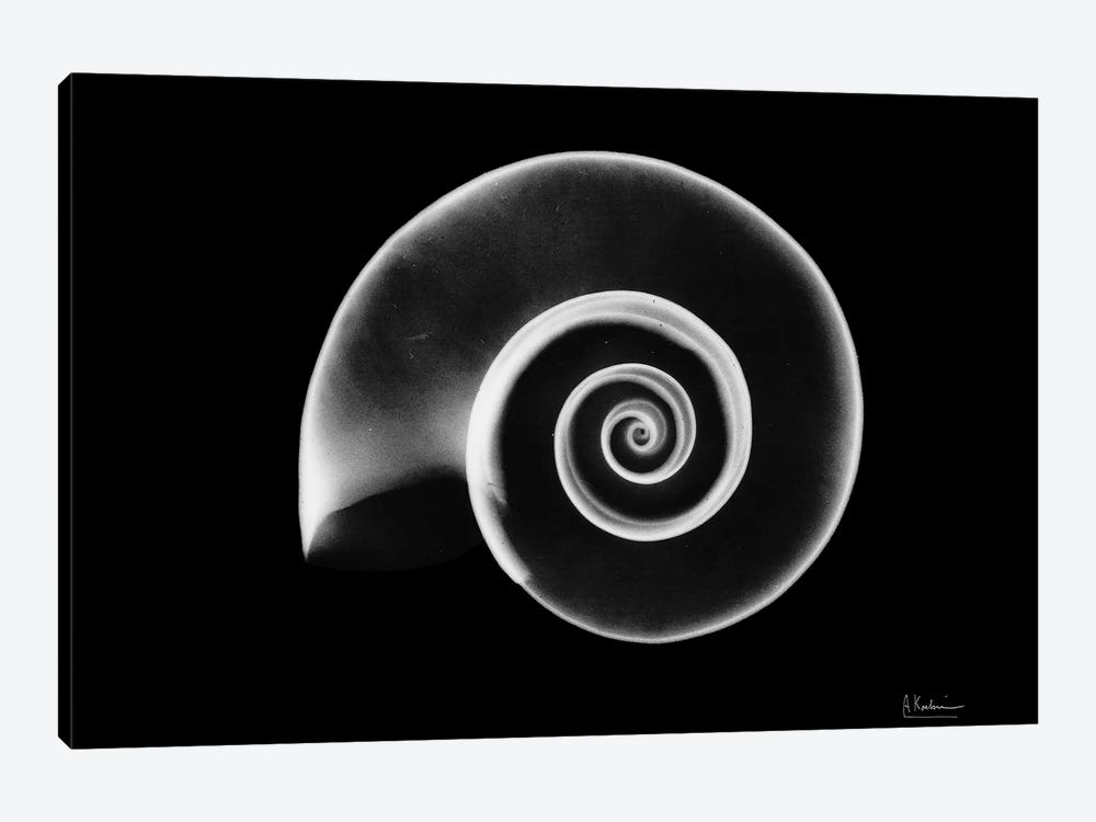 Ramshorn Snail Shell by Albert Koetsier 1-piece Canvas Artwork