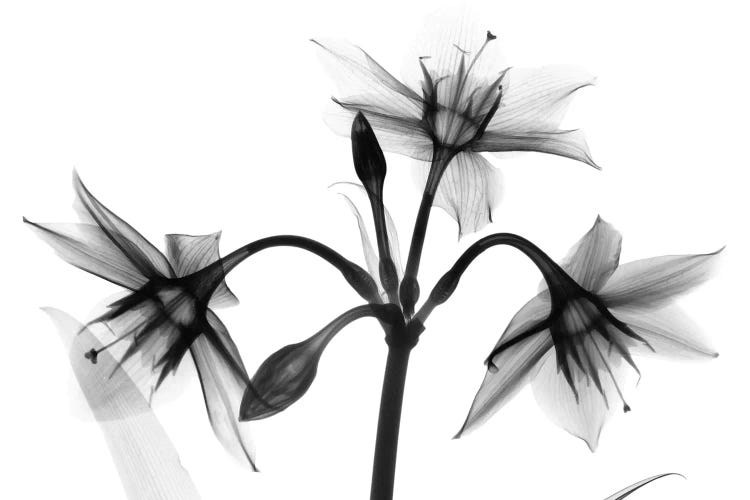 Saddened Trio by Albert Koetsier wall art