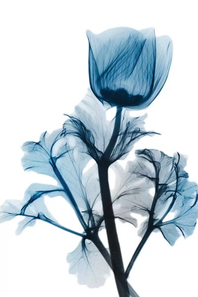 Sapphire Gleam I