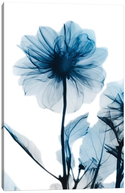 Sapphire Gleam II Canvas Art Print - Best of Floral & Botanical