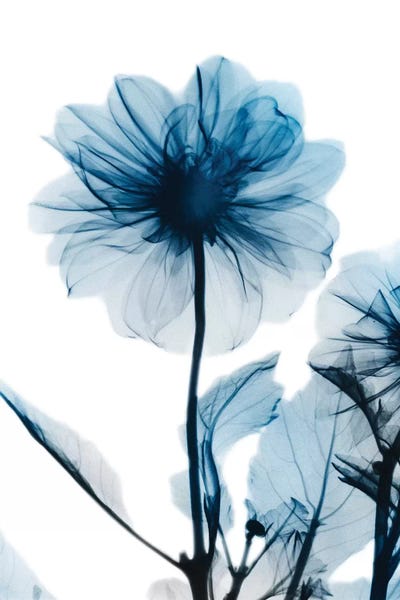 A.D. Lines Eurogroup Inc.: Sapphire Gleam II by Albert Koetsier