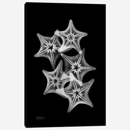 Starfish Collage Canvas Print #ALK99} by Albert Koetsier Canvas Art Print