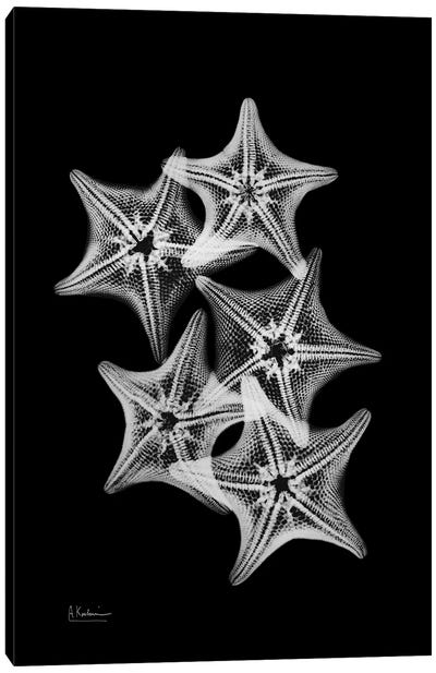 Starfish Collage Canvas Art Print - Starfish Art