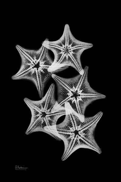 Starfish: Starfish Collage by Albert Koetsier