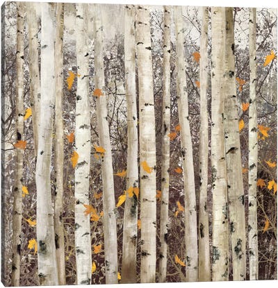 Serene Union, Square Canvas Art Print - Aspen and Birch Trees