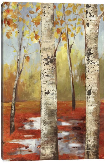 The Passage I Canvas Art Print - Aspen and Birch Trees