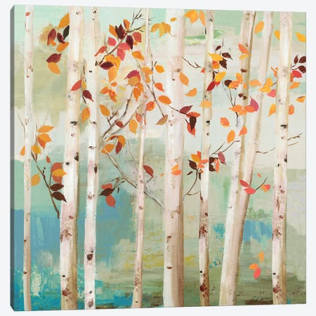 Fall Birch Trees  Canvas Print #ALP316} by Allison Pearce Canvas Print