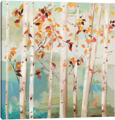 Fall Birch Trees  Canvas Art Print - Birch Tree Art