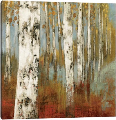 Along The Path II Canvas Art Print - Aspen and Birch Trees