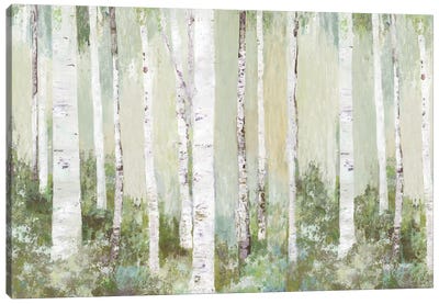 Tranquil Forest Canvas Art Print - Aspen Tree Art