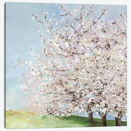 Blossom Orchard Canvas Print #ALP430} by Allison Pearce Art Print