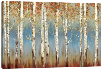 Falling Embers I Canvas Art Print - Aspen and Birch Trees