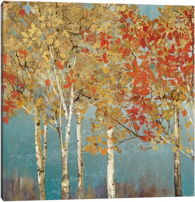First Moment III Canvas Art Print - Aspen and Birch Trees