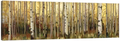 Forest Light Canvas Art Print - Aspen and Birch Trees