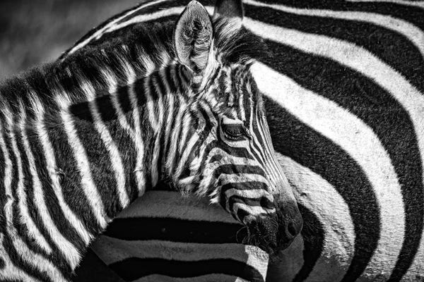 Alex Buisse: Maasai Mara National Reserve, Narok County, Kenya I by Alex Buisse