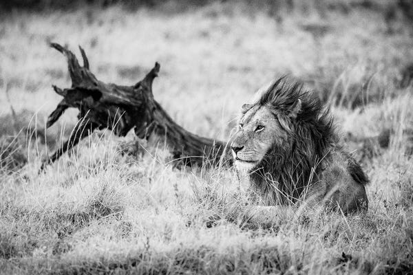 Alex Buisse: Maasai Mara National Reserve, Narok County, Kenya II by Alex Buisse