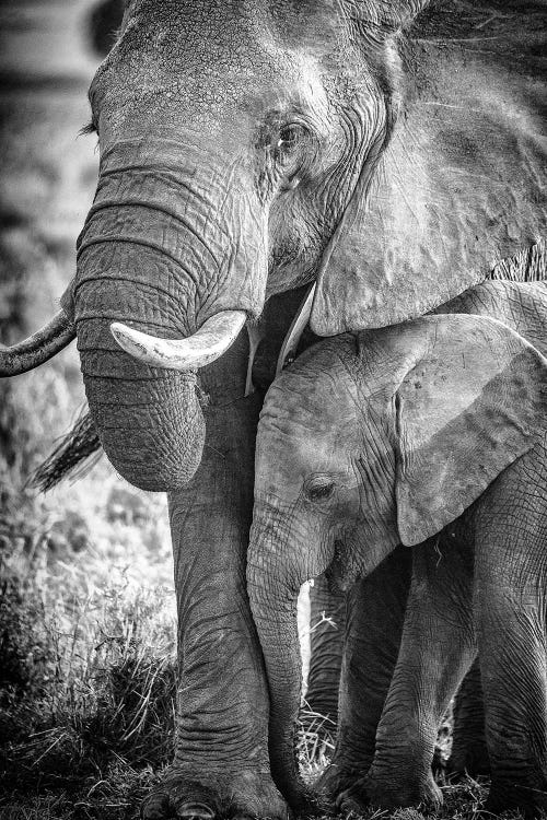 Maasai Mara National Reserve, Narok County, Kenya III by Alex Buisse wall art