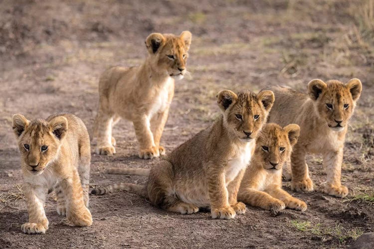 Maasai Mara National Reserve, Narok County, Kenya IV