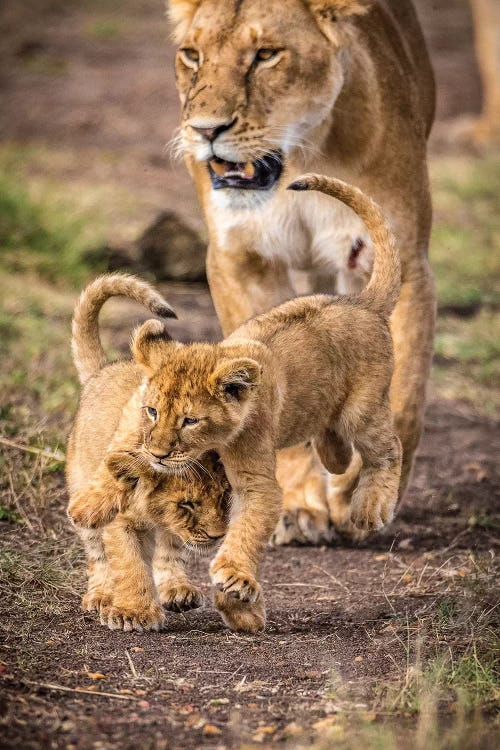 Maasai Mara National Reserve, Narok County, Kenya V