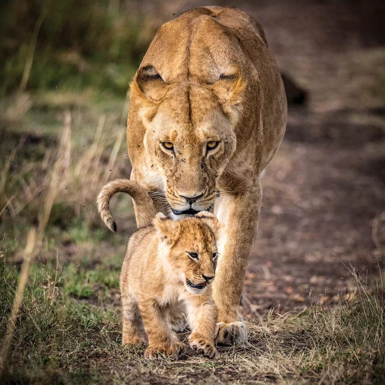 Maasai Mara National Reserve, Narok County, Kenya VI by Alex Buisse wall art