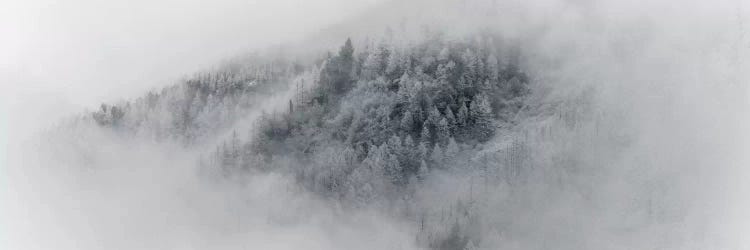 Details Of Snowy Trees In Chamonix, France