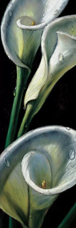 Dewdrop Callas by AlmaCh wall art