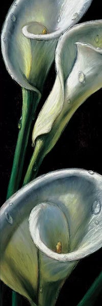 Calla Lilies: Dewdrop Callas by Alma'Ch