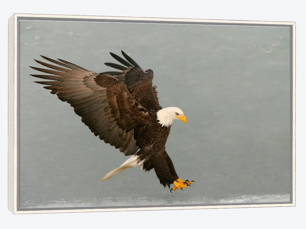 Bald Eagle Swooping In For A Catch, H - Canvas Artwork