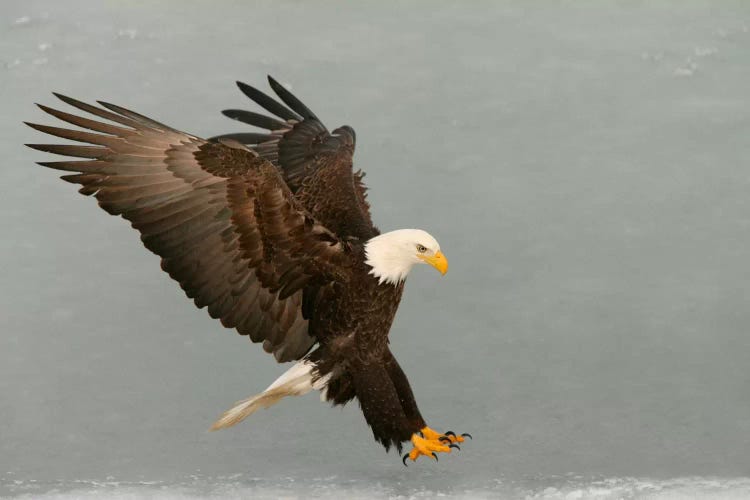 Bald Eagle Swooping In For A Catch, Homer, Alaska, USA