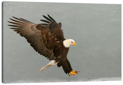 Bald Eagle Swooping In For A Catch, Homer, Alaska, USA Canvas Art Print