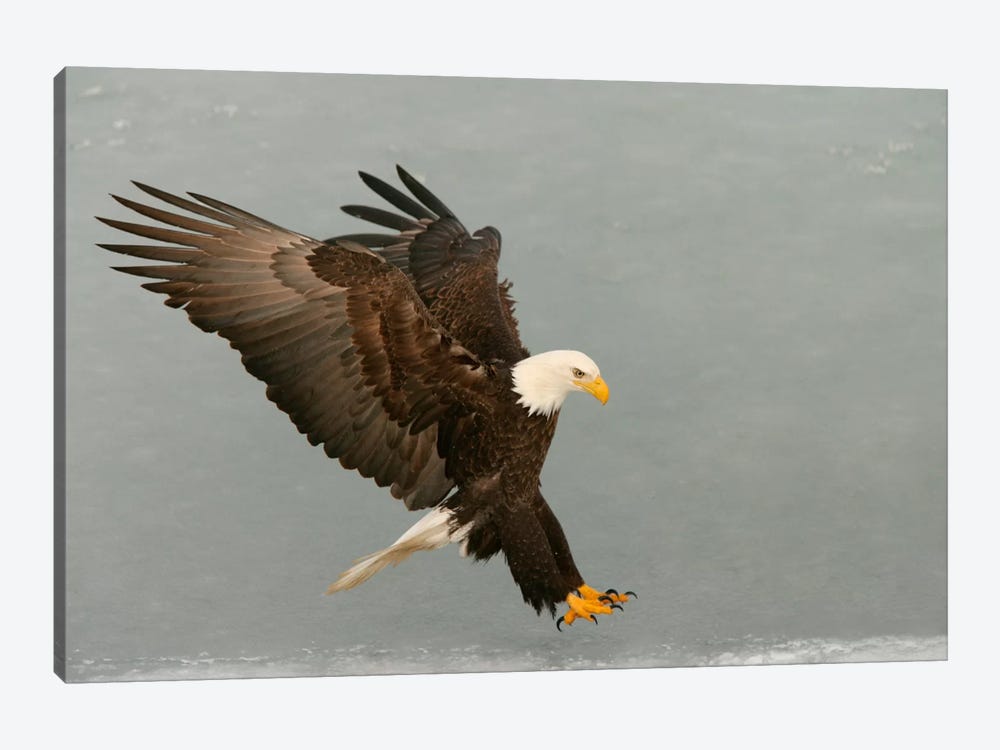 Bald Eagle Swooping In For A Catch, Homer, Alaska, USA by Arthur Morris 1-piece Canvas Print