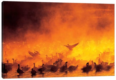 Snow Geese Flock Surrounded By Fog, Bosque del Apache National Wildlife Refuge, Socorro County, New Mexico, USA Canvas Art Print - New Mexico Art