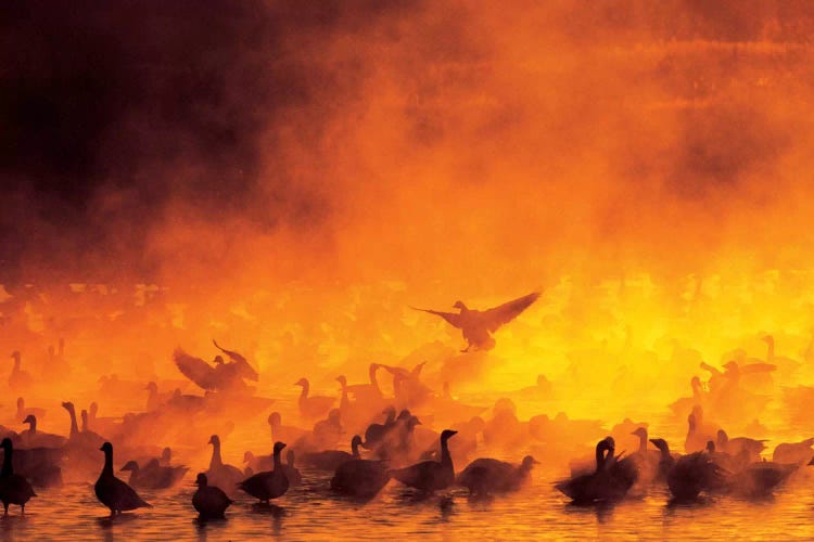 Snow Geese Flock Surrounded By Fog, Bosque del Apache National Wildlife Refuge, Socorro County, New Mexico, USA