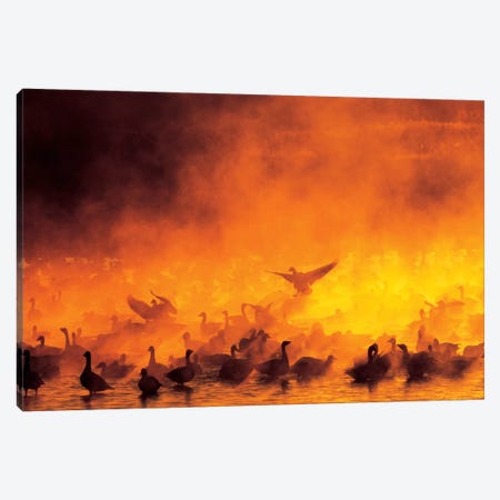 Snow Geese Flock Surrounded By Fog, Bosque del Apache National Wildlife Refuge, Socorro County, New Mexico, USA Canvas Print #AMO3} by Arthur Morris Canvas Wall Art