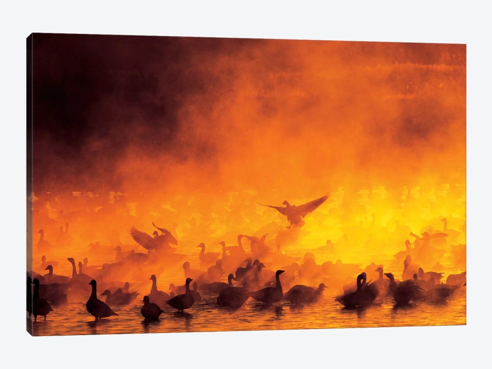 Snow Geese Flock Surrounded By Fog, Bosque del Apache National Wildlife Refuge, Socorro County, New Mexico, USA by Arthur Morris 1-piece Canvas Art