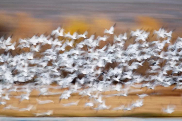 Blurred Motion View Of A Snow Geese Flock In Flight, Bosque del Apache National Wildlife Refuge, New Mexico, USA